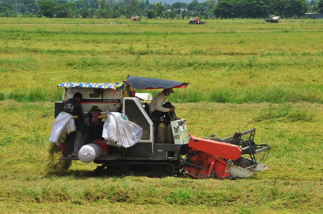 Nông dân héo ruột vì lúa ngã rạp do mưa giông - Ảnh 7.