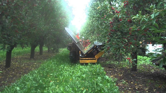 Cảnh nông dân nước ngoài thu hoạch “cơn mưa” cherry trên cây chỉ trong chớp mắt, sang đến Việt Nam được ăn 1 trái cũng khó - Ảnh 8.