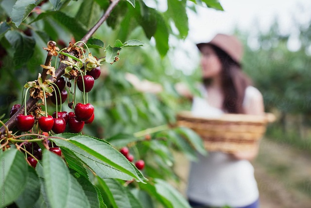 Cảnh nông dân nước ngoài thu hoạch “cơn mưa” cherry trên cây chỉ trong chớp mắt, sang đến Việt Nam được ăn 1 trái cũng khó - Ảnh 9.
