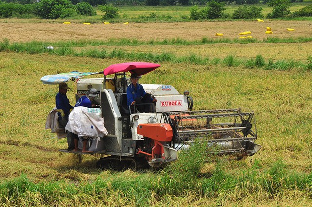 Nông dân héo ruột vì lúa ngã rạp do mưa giông - Ảnh 10.