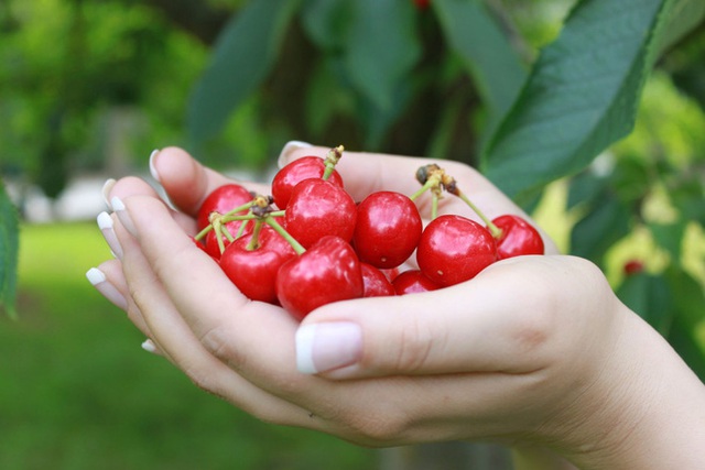 Cảnh nông dân nước ngoài thu hoạch “cơn mưa” cherry trên cây chỉ trong chớp mắt, sang đến Việt Nam được ăn 1 trái cũng khó - Ảnh 10.