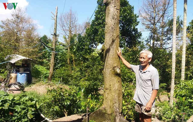 Cây sầu riêng chết hàng loạt, nhà vườn Tiền Giang ồ ạt phá bỏ vườn cây - Ảnh 2.