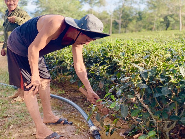 Nắng quay quắt, nhiều đồi chè Hà Tĩnh cháy khô, dân chất đống đem về làm củi - Ảnh 12.