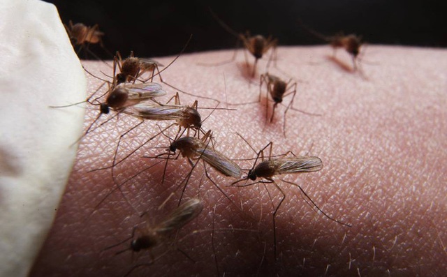 6 hiểu lầm nguy hiểm về bệnh sốt xuất huyết có thể khiến người bệnh tử vong - Ảnh 1.