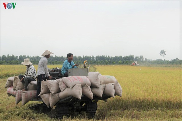 Vụ lúa Hè thu được mùa, được giá, nông dân Hậu Giang phấn khởi - Ảnh 2.