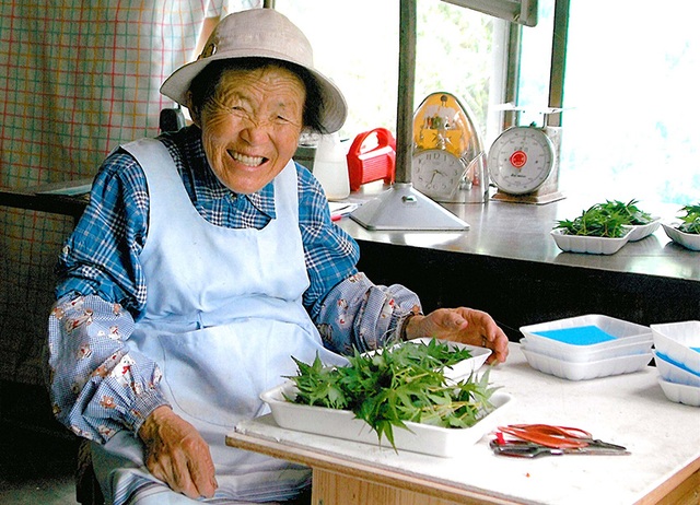 Kỳ lạ nghề hái lá cây giúp hội chị em cao tuổi Nhật Bản thu về hơn 50 tỷ đồng/năm! - Ảnh 13. Kỳ lạ nghề hái lá cây giúp hội chị em cao tuổi Nhật Bản thu về hơn 50 tỷ đồng/năm! - Ảnh 13.