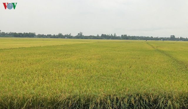 Vụ lúa Hè thu được mùa, được giá, nông dân Hậu Giang phấn khởi - Ảnh 3.