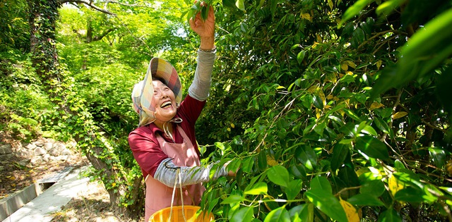 Kỳ lạ nghề hái lá cây giúp hội chị em cao tuổi Nhật Bản thu về hơn 50 tỷ đồng/năm! - Ảnh 6.
