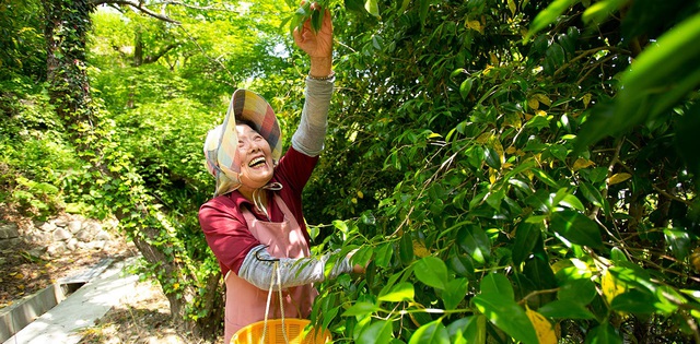 Kỳ lạ nghề hái lá cây giúp hội chị em cao tuổi Nhật Bản thu về hơn 50 tỷ đồng/năm! - Ảnh 6. Kỳ lạ nghề hái lá cây giúp hội chị em cao tuổi Nhật Bản thu về hơn 50 tỷ đồng/năm! - Ảnh 6.
