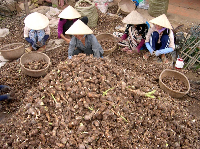 Lợi nhuận trồng khoai cao hơn lúa 130 triệu đồng/ha