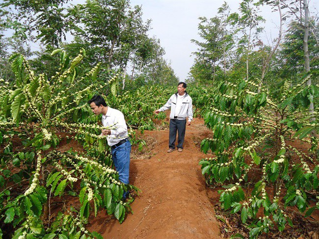 Tây Nguyên 'đau đầu' vì cà phê bung hoa lúc đang thu hoạch