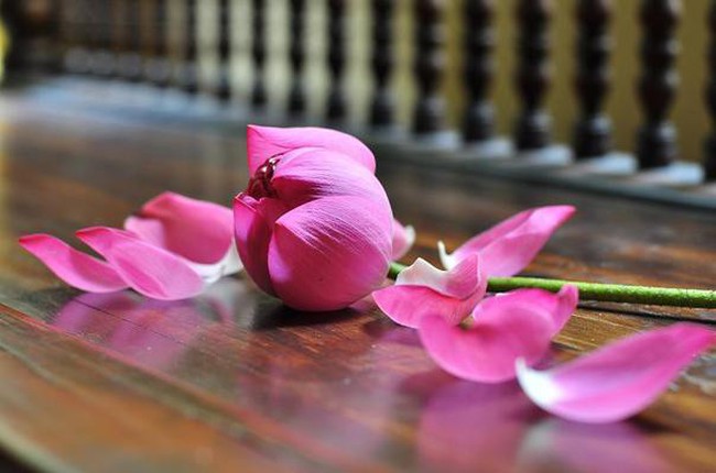 Các cổ phiếu từng có thị giá hơn 300.000 đồng trên TTCK Việt Nam giờ ra sao? Các cổ phiếu từng có thị giá hơn 300.000 đồng trên TTCK Việt Nam giờ ra sao?