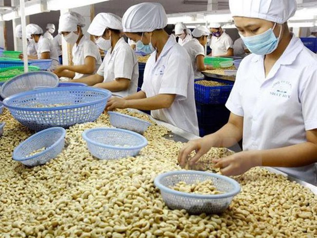 12 năm liên tiếp Việt Nam đứng đầu thế giới về chế biến, xuất khẩu điều nhân