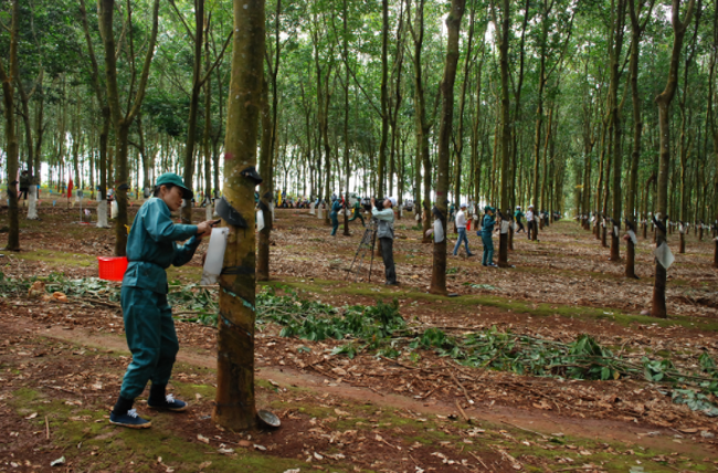 Cao su Phước Hòa (PHR): 11 tháng đạt hơn nghìn tỷ đồng doanh thu