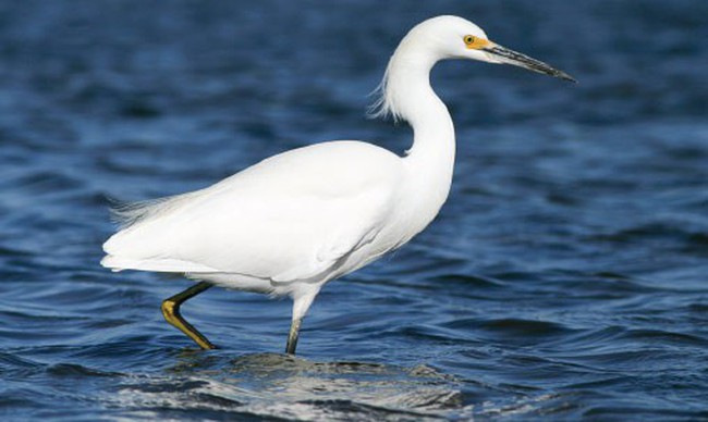 Câu chuyện "Con Cò" và bài học "xuề xòa, dễ dãi mới ăn tiền"