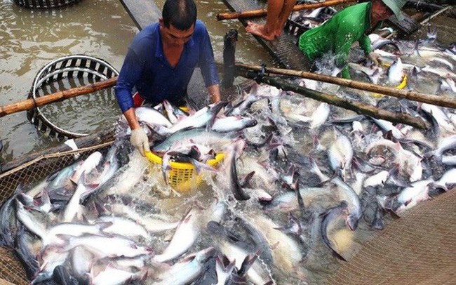 Navico (ANV) mạnh tay rót 4.000 tỷ đầu tư vùng nuôi 600 ha, kỳ vọng thúc đẩy giá trị xuất khẩu tăng gấp đôi lên 300 triệu USD/năm Navico (ANV) mạnh tay rót 4.000 tỷ đầu tư vùng nuôi 600 ha, kỳ vọng thúc đẩy giá trị xuất khẩu tăng gấp đôi lên 300 triệu USD/năm