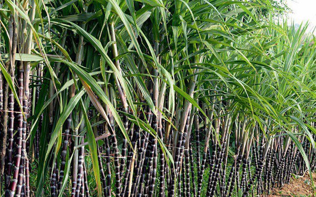 TTC Sugar (SBT): Tiếp tục biến động nhân sự cấp cao, giảm tỷ lệ cổ tức về 5%, đặt kế hoạch lợi nhuận 2020 đi ngang tại 430 tỷ đồng
