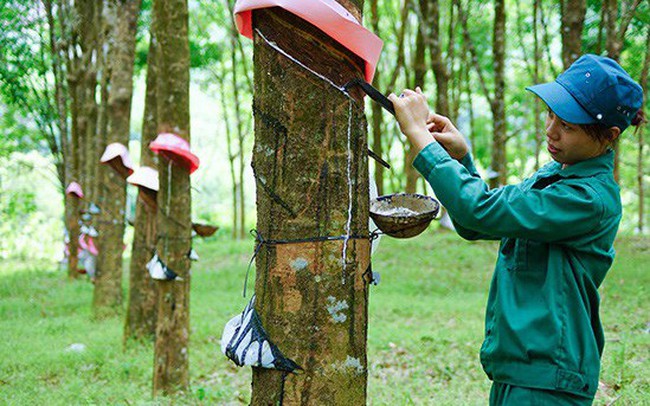 Giá trị xuất khẩu cao su giảm mạnh