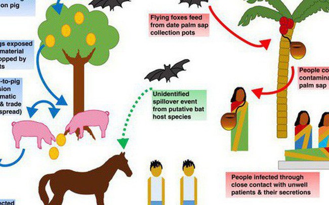 Một virus lạ hiếm gặp mới bùng phát và giết chết 9 người ở Ấn Độ, đây là những gì bạn cần biết về nó Một virus lạ hiếm gặp mới bùng phát và giết chết 9 người ở Ấn Độ, đây là những gì bạn cần biết về nó