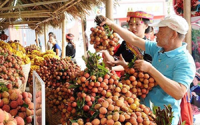 Thị trường Mỹ 'gật đầu' với vải thiều đặc sản của Việt Nam Thị trường Mỹ 'gật đầu' với vải thiều đặc sản của Việt Nam