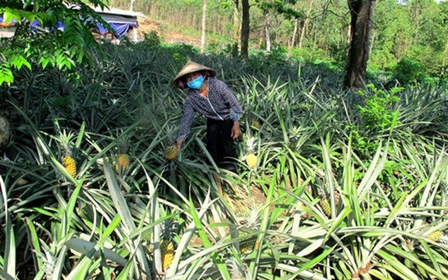 Nỗi buồn người trồng dứa ở Tam Đảo - ảnh 1 Nỗi buồn người trồng dứa ở Tam Đảo - ảnh 1