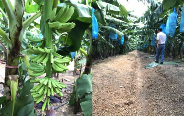 HAGL Agrico nói gì về khoản lỗ gần trăm tỷ quý đầu năm 2019? HAGL Agrico nói gì về khoản lỗ gần trăm tỷ quý đầu năm 2019?