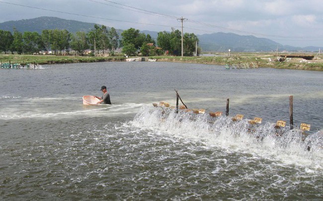 Sử dụng chất cấm trong nuôi trồng thủy sản, Bộ Nông nghiệp và Phát triển nông thôn đề xuất phạt nặng 100 - 200 triệu đồng