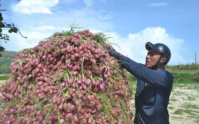 Lý Sơn được mùa hành nhưng giá lại giảm mạnh