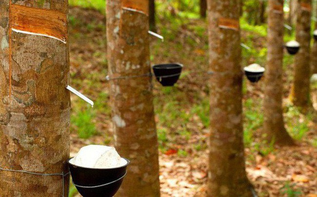 Xuất khẩu cao su mang về hơn 1,5 tỷ USD trong 9 tháng đầu năm 2019