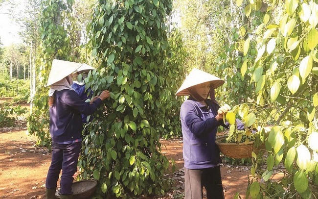 CPTPP và EVFTA có là "cứu cánh" xuất khẩu hồ tiêu