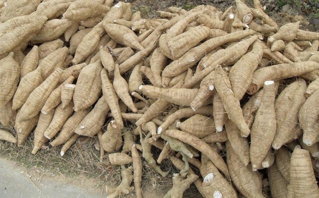 Kim ngạch xuất khẩu sắn tăng hơn 118% trong tháng 11/2019