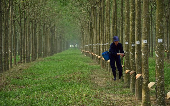 Kỳ vọng thoái vốn Nam Tân Uyên, cổ phiếu cao su Phước Hòa (PHR) tăng “phi mã” trong những tháng đầu năm Kỳ vọng thoái vốn Nam Tân Uyên, cổ phiếu cao su Phước Hòa (PHR) tăng “phi mã” trong những tháng đầu năm