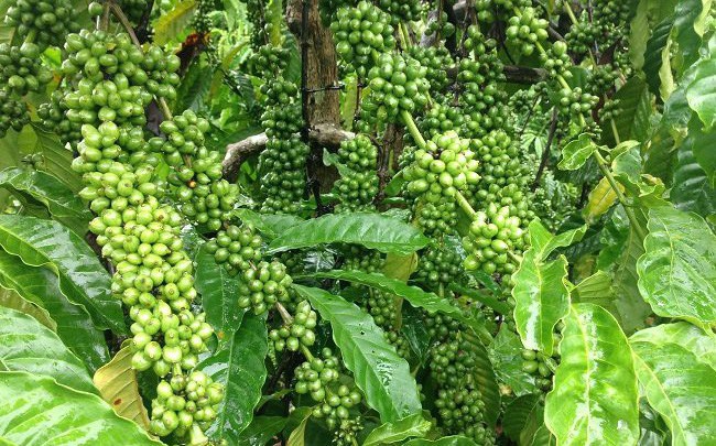 Nhà nước bán vốn tại công ty cà phê Thuận An, giá khởi điểm đấu giá gấp 2,56 lần mệnh giá Nhà nước bán vốn tại công ty cà phê Thuận An, giá khởi điểm đấu giá gấp 2,56 lần mệnh giá