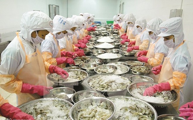 Sản xuất nhỏ lẻ “cản chân” tôm Việt Sản xuất nhỏ lẻ “cản chân” tôm Việt