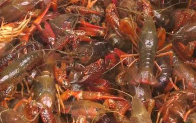 Ban Chỉ đạo 389 quốc gia: Siết chặt kiểm soát nhập khẩu, vận chuyển, tiêu thụ tôm càng đỏ