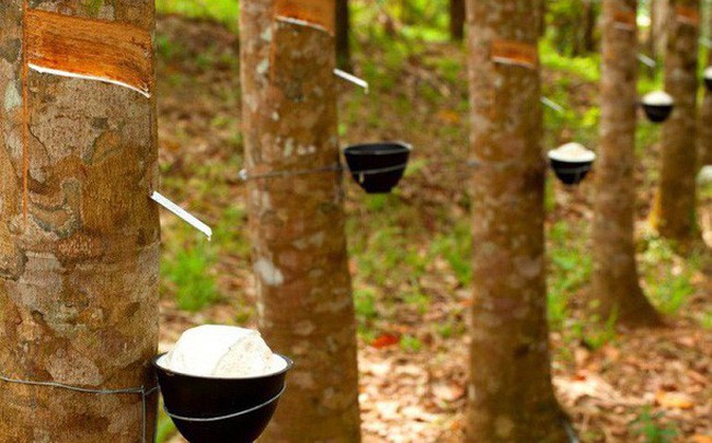 Giá mủ cao su trong nước tăng cao theo thế giới Giá mủ cao su trong nước tăng cao theo thế giới