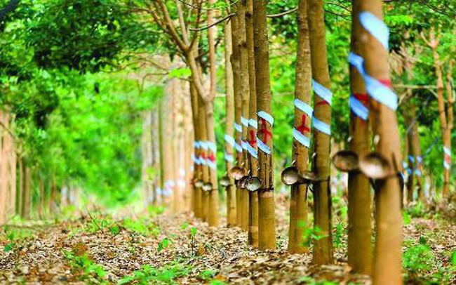 Thay đổi chiến lược, tập trung vào nông nghiệp công nghệ cao, DRI mở ra cơ hội phát triển mới Thay đổi chiến lược, tập trung vào nông nghiệp công nghệ cao, DRI mở ra cơ hội phát triển mới