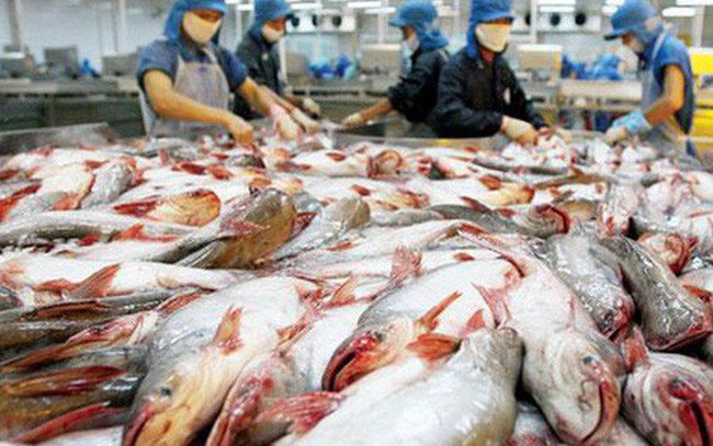 Cơ hội lớn xuất khẩu cá tra sang 10 nước CPTPP trong thời gian tới Cơ hội lớn xuất khẩu cá tra sang 10 nước CPTPP trong thời gian tới