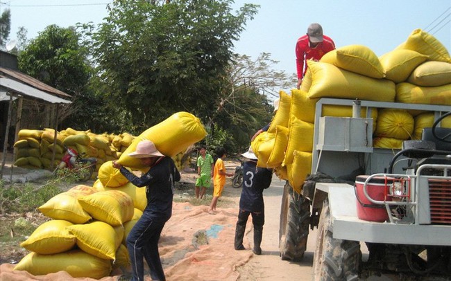Lúa hè thu 2019: Lại loay hoay “rớt giá, khó bán”