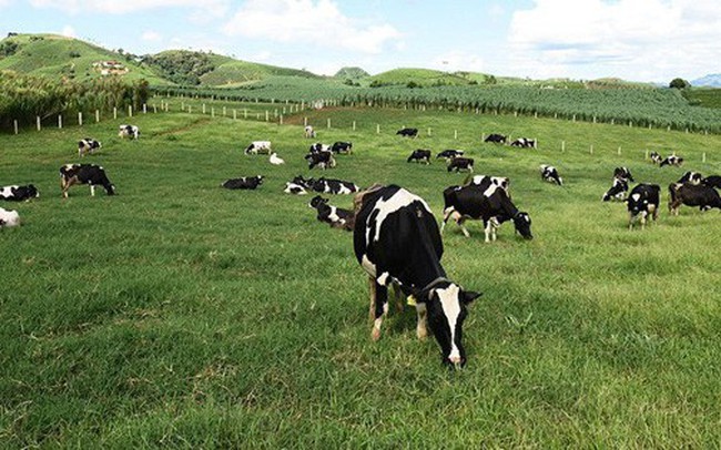 Vinamilk đã mua thêm gần 6 triệu cổ phiếu GTN, nâng tỷ lệ sở hữu tại GTNfoods lên trên 40% Vinamilk đã mua thêm gần 6 triệu cổ phiếu GTN, nâng tỷ lệ sở hữu tại GTNfoods lên trên 40%
