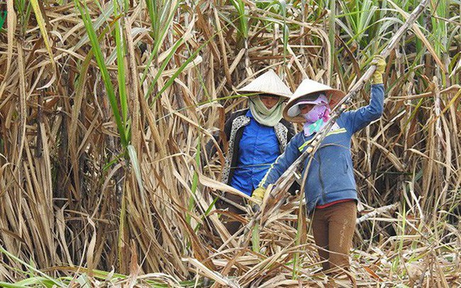 Gian lận thương mại từ Thái Lan khiến ngành đường Việt Nam rơi vào tình trạng báo động? Gian lận thương mại từ Thái Lan khiến ngành đường Việt Nam rơi vào tình trạng báo động?