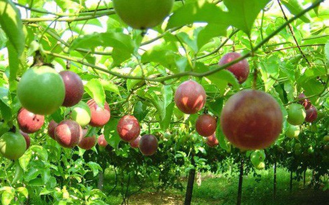 Cùng đặt kỳ vọng lớn vào quả chanh leo, HAGL vẫn ở "vạch xuất phát", Nafoods đang rộng cửa xuất sang Âu Mỹ Cùng đặt kỳ vọng lớn vào quả chanh leo, HAGL vẫn ở "vạch xuất phát", Nafoods đang rộng cửa xuất sang Âu Mỹ