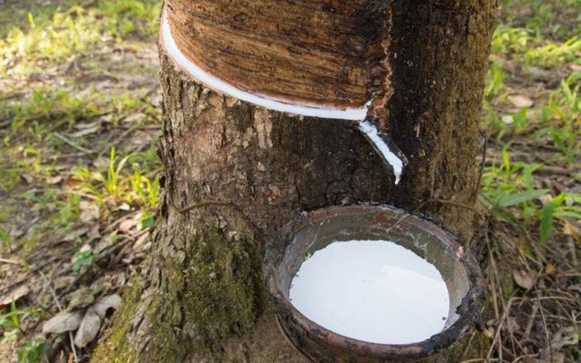 Xuất khẩu cao su tăng mạnh trong nửa đầu tháng 7/2019
