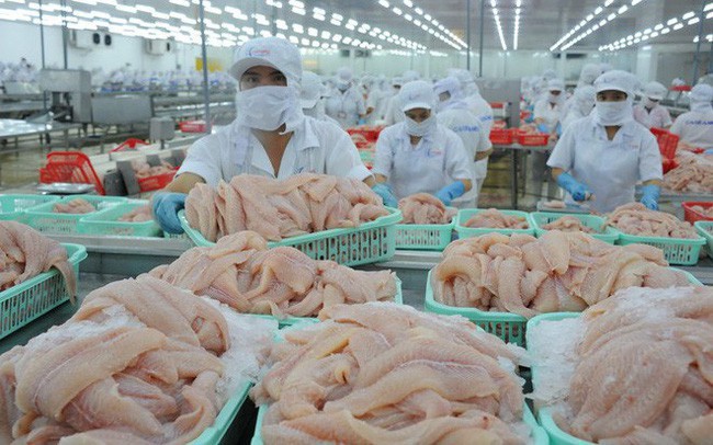 VASEP: xuất khẩu cá tra tiếp tục giảm trong 2 tháng cuối năm, giá cá tra nguyên liệu khó tăng cao