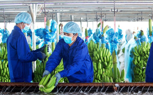 HAGL pháº£n há»i viá»c cÃ³ thá» lá» thÃªm 491 tá»· Äá»ng: âNghá» Äá»nh 20 cÃ³ nhiá»u Äiá»m báº¥t há»£p lÃ½, chÆ°a ÄÃºng báº£n cháº¥t chá»ng chuyá»n giÃ¡â