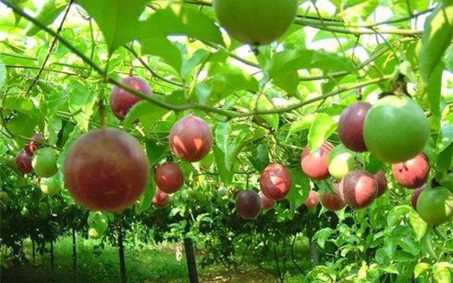 Chá»§ tá»ch Nafoods Group ÄÄng kÃ½ mua hÆ¡n 10 triá»u cá» phiáº¿u NAF, muá»n náº¯m quyá»n chi phá»i