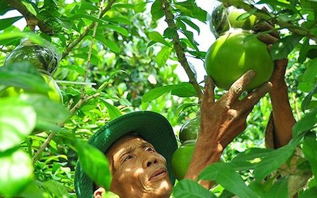 Ngắm vườn đào tiên trăm triệu của lão nông Hậu Giang