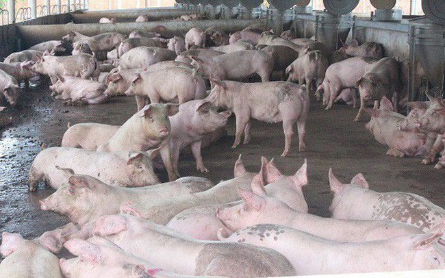 Dịch tả lợn châu Phi vẫn diễn biến phức tạp