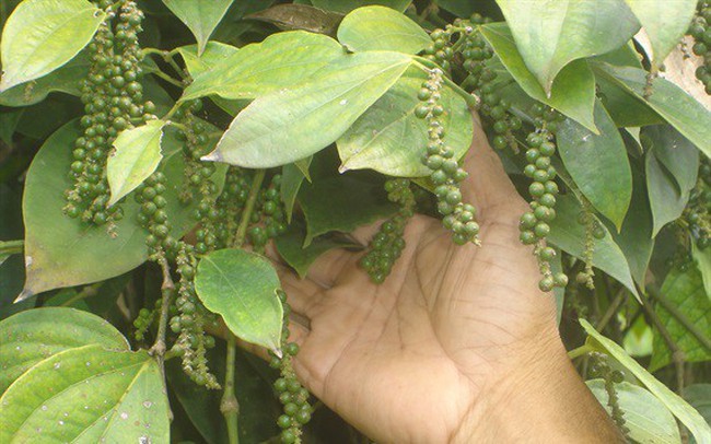 Sáº£n lÆ°á»£ng há» tiÃªu váº«n tÄng nhiá»u dÃ¹ giÃ¡ tháº¥p