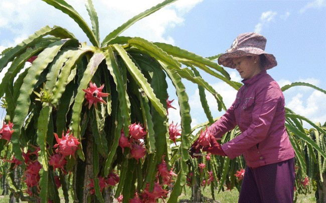 Thanh long bán được giá nhờ có chỉ dẫn địa lý Thanh long bán được giá nhờ có chỉ dẫn địa lý